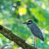 Kvakos zlutocely - Nyctanassa violacea - Yellow-crowned Night-Heron o3199